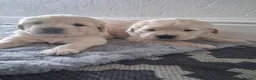 Golden Retriever dogs for sale: Gorgeous golden retriever puppies! - Advert 7