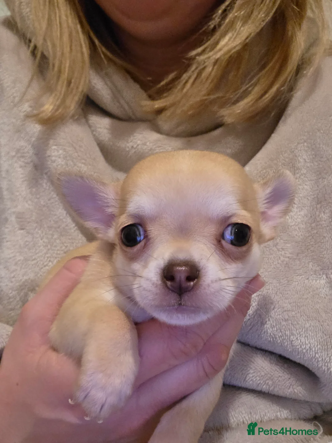 Chihuahua dogs for sale: 3 beautiful tiny chiuahua boys - Advert 3