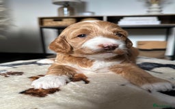Cockapoo dogs for sale: Not Just Any Cockapoo Puppies – The Special Few - Image 18