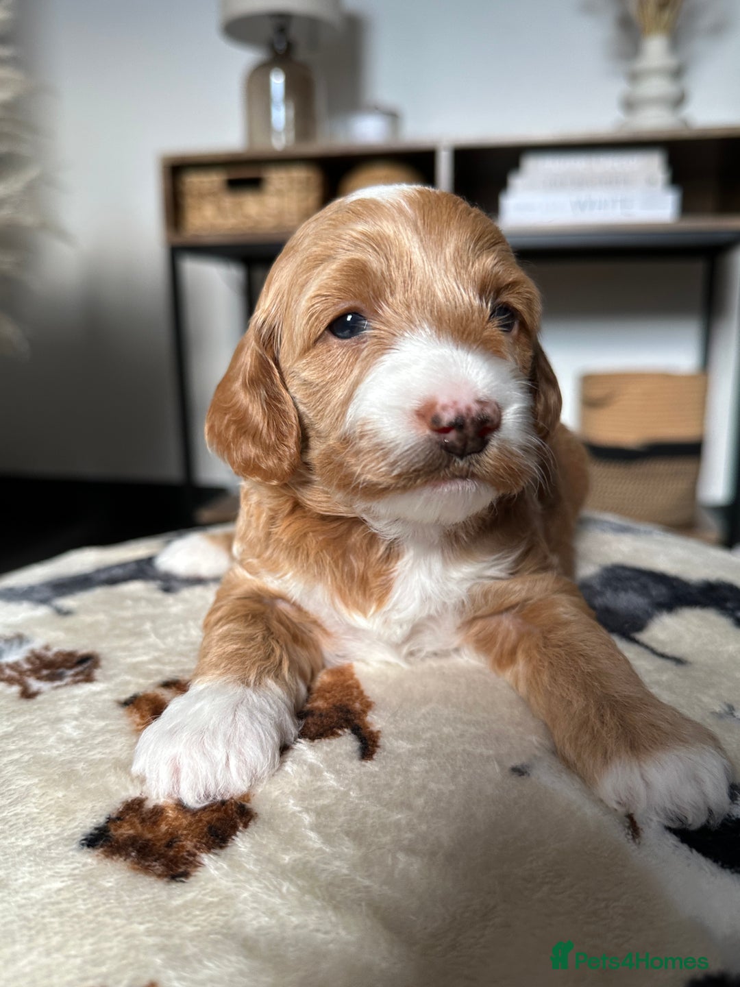 Cockapoo dogs for sale: Not Just Any Cockapoo Puppies – The Special Few - Image 18