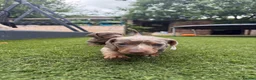 Miniature Dachshund dogs for sale: Two beautiful KC registered puppies  in Hull - Advert 8