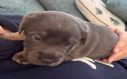 Mixed Breed dogs for sale: French bulldog x daschund - Image 12