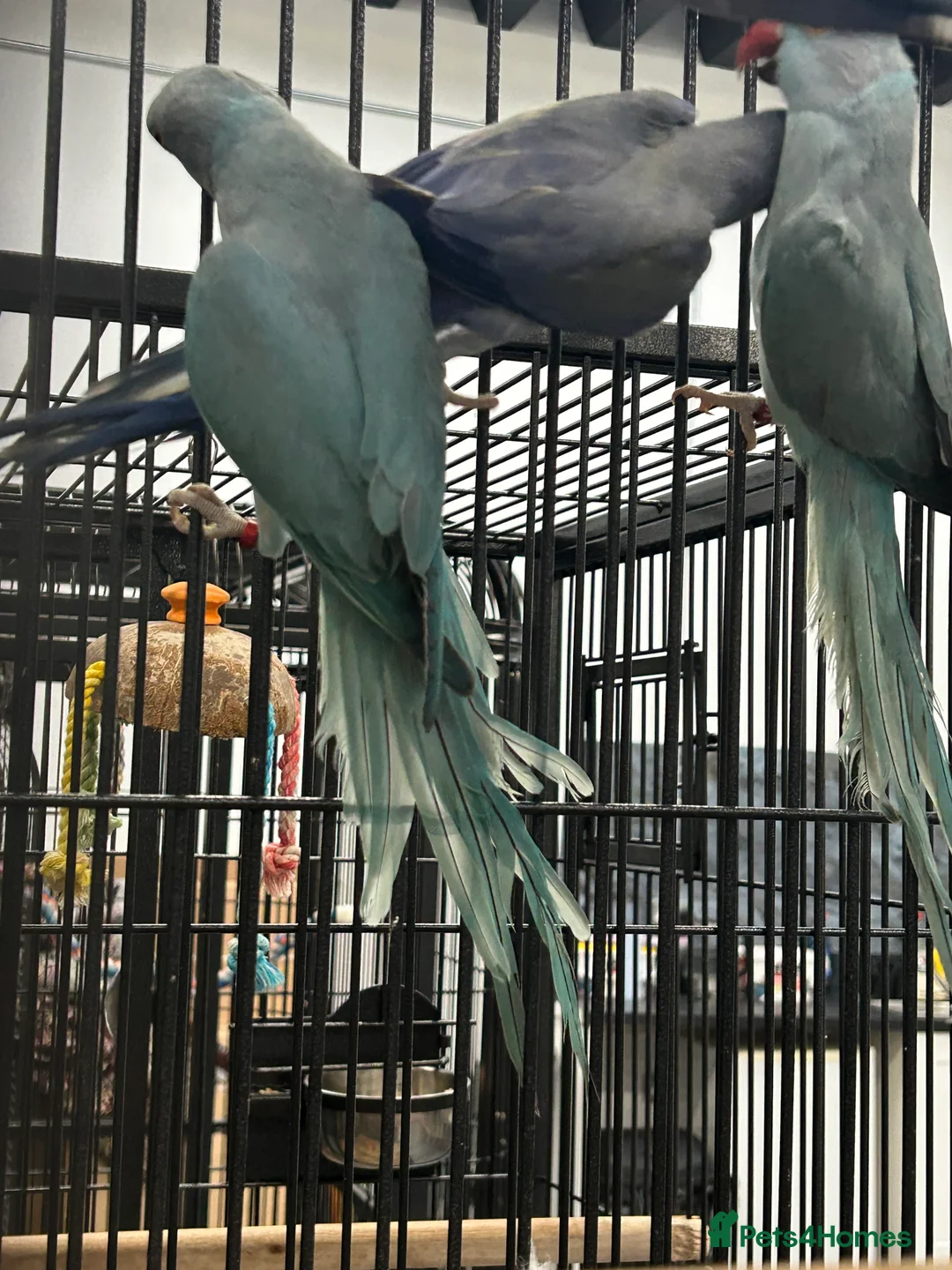 Ringnecks birds for sale: Stunning Baby Indian Ringnecks  - Advert 3