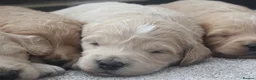 Mini Goldendoodle dogs for sale: Beautiful F1 Goldendoodles - Advert 5