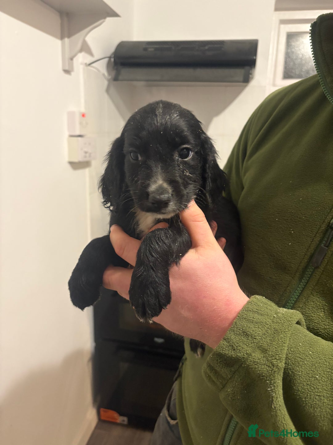 Sprocker dogs for sale: Sprocker spaniel male  - Advert 5
