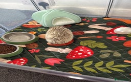 Pygmy Hedgehog rodents for sale: Hedgehog and full set up for sale - Image 2