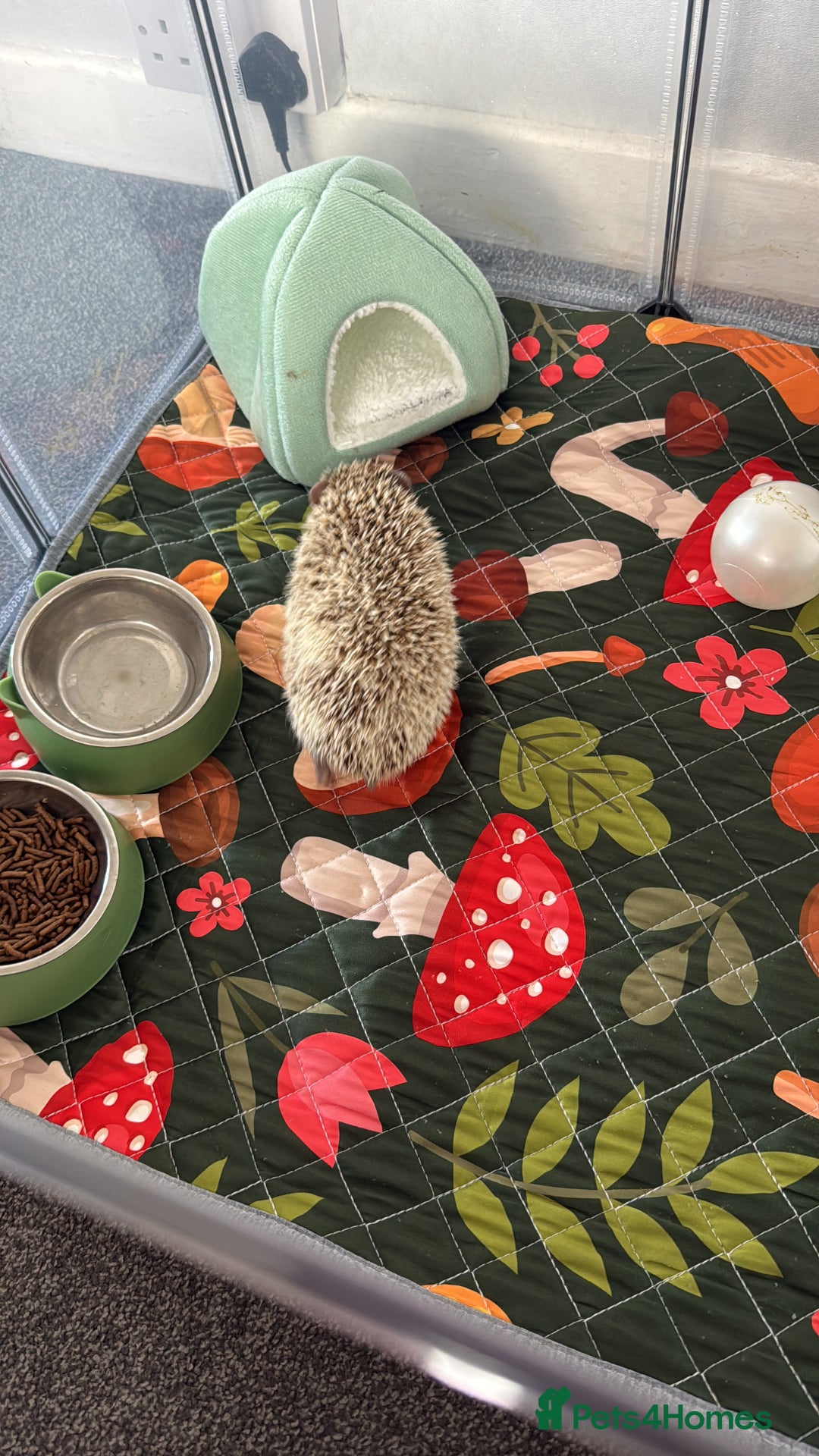 Pygmy Hedgehog rodents for sale: Hedgehog and full set up for sale - Image 2