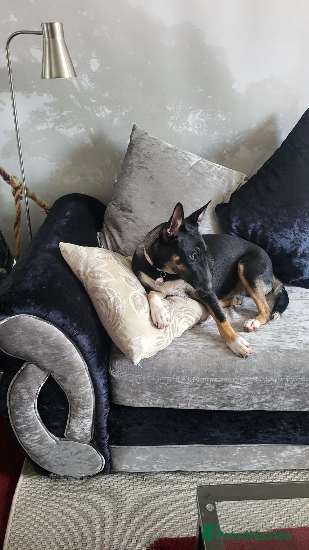 Mixed Breed dogs for sale: Breathtakingly Beautiful EBT Mix Puppy For Sale. - Advert 11