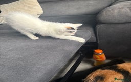 Mixed Breed cats for sale: 2 girls 2 boys beautiful playful kittens - Image 7