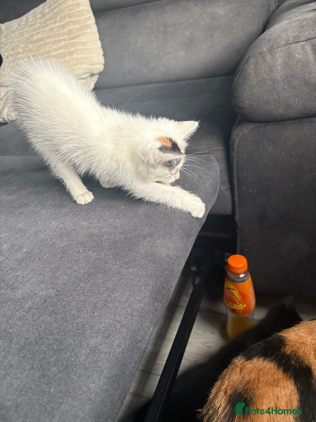 Mixed Breed cats for sale: 2 girls 2 boys beautiful playful kittens - Image 7