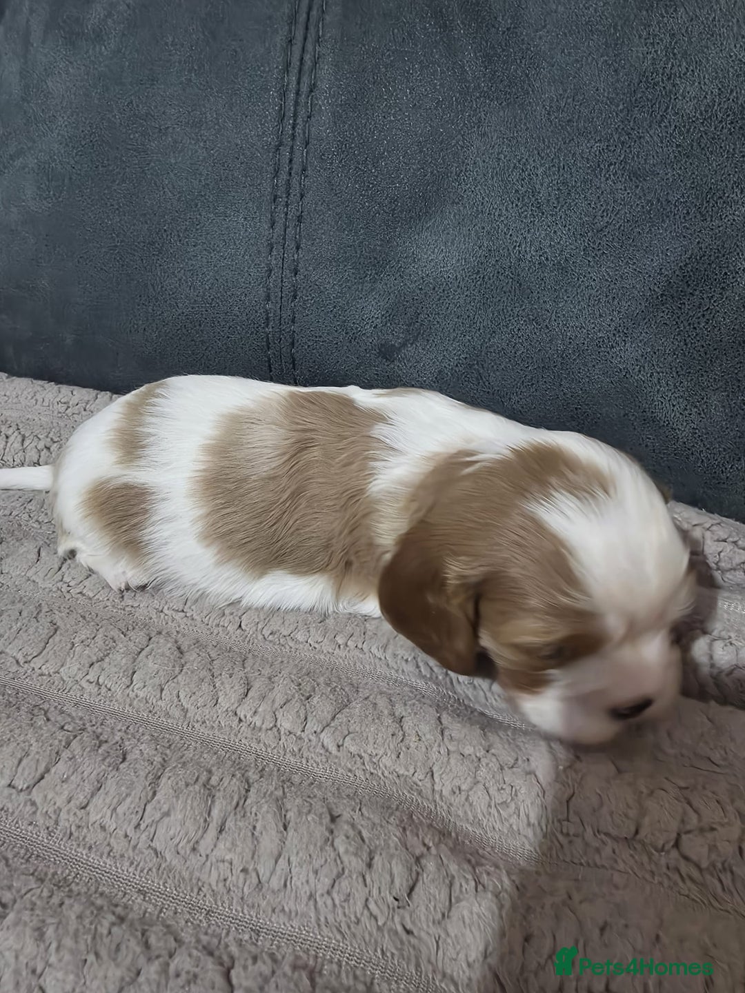 Cavalier King Charles Spaniel dogs for sale: Cavalier king charles puppies  - Advert 4
