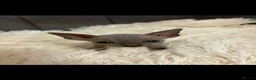 Sphynx cats for sale: Sphyx kittens  - Advert 2