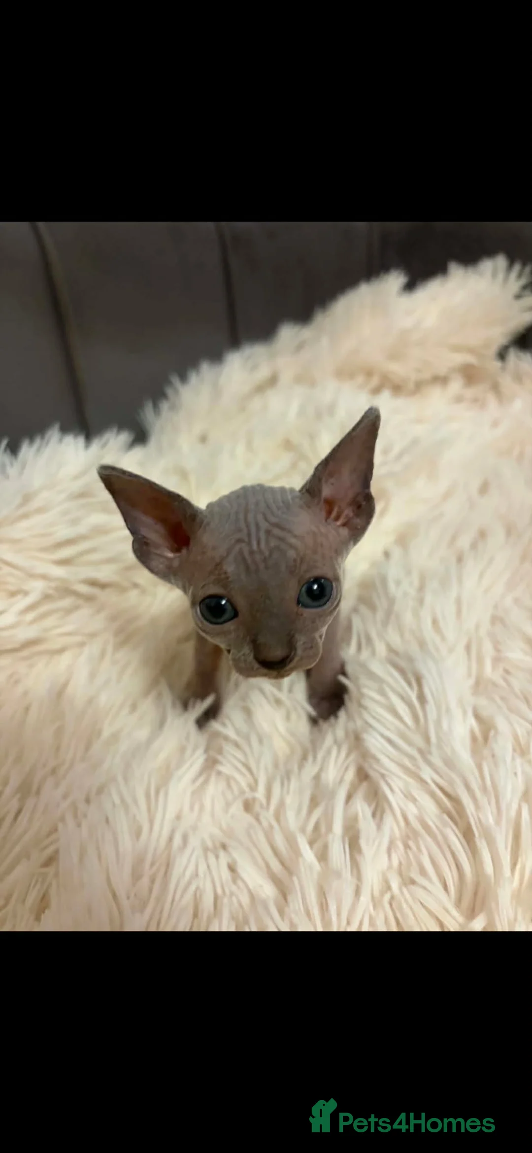 Sphynx cats for sale: Sphyx kittens  - Advert 2