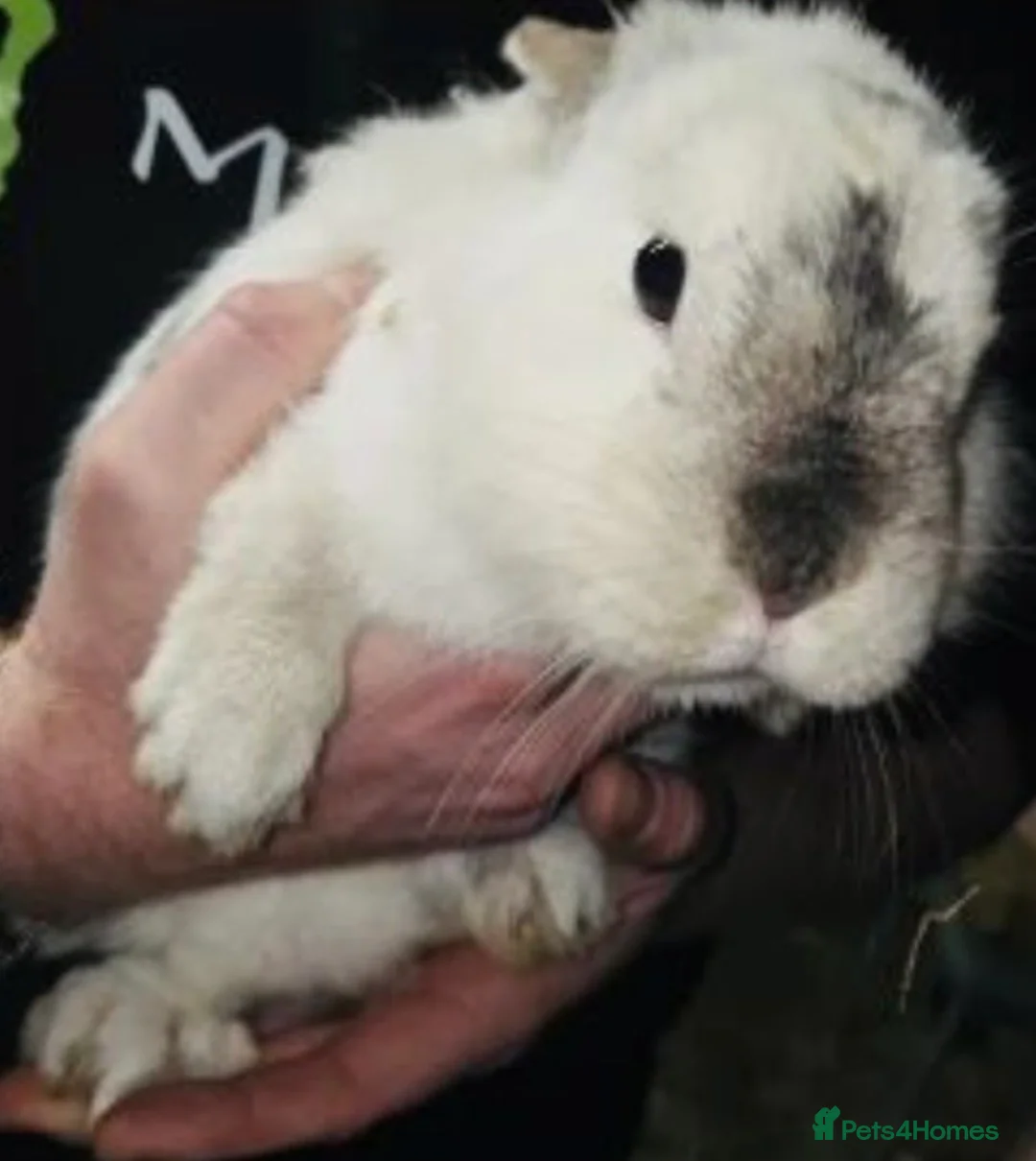 Dwarf Lop rabbits for sale: Netherland dwarf x Mini Lop bunnies - Advert 2