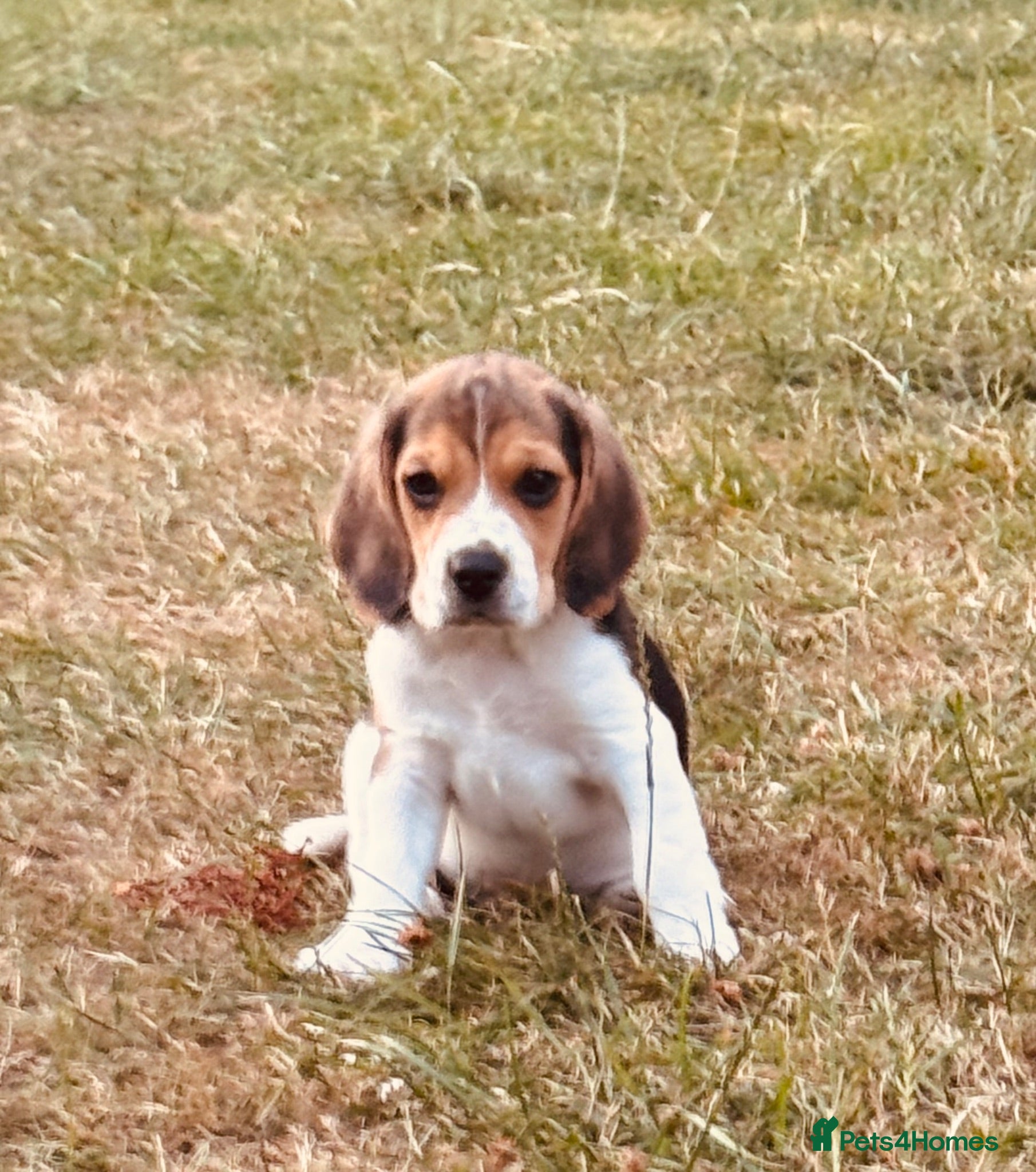 Beagle dogs 🐶⭐️Gorgeous male Beagle puppy ⭐️🐶 - Advert 1