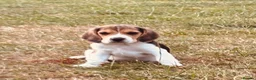 Beagle dogs for sale: 🐶⭐️Gorgeous Beagle puppies⭐️🐶 - Advert 5