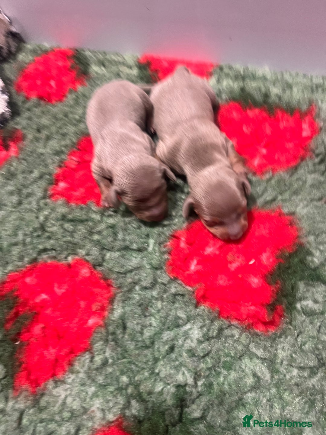 Miniature Dachshund dogs for sale: 3 Extremely clean and healthy KC boys available  - Advert 18