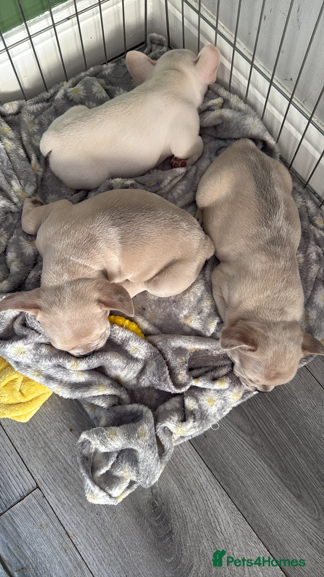 French Bulldog dogs for sale: French bulldog puppies - Image 2
