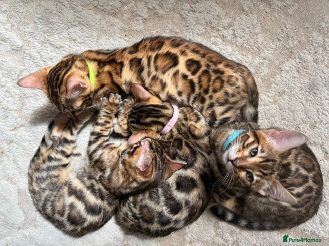 Bengal cats for sale: Pure Pedigree Bengal Kittens - Advert 1