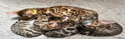 Bengal cats for sale: Pure Pedigree Bengal Kittens - Advert 1