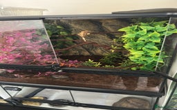 Gecko reptiles for sale: 2 Female leopard geckos and Crested gecko for sale - Image 7
