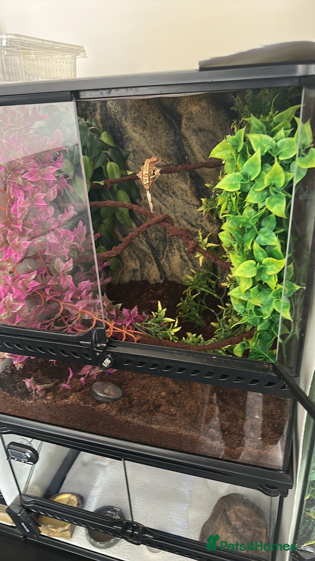 Gecko reptiles for sale: 2 Female leopard geckos and Crested gecko for sale - Image 7