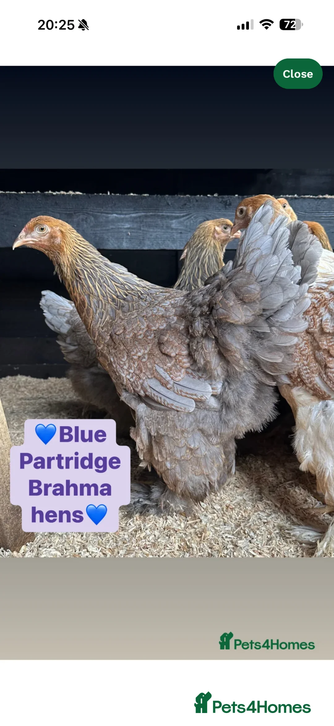 Chickens poultry for sale: Brahma chicks and orpington chicks - Advert 2