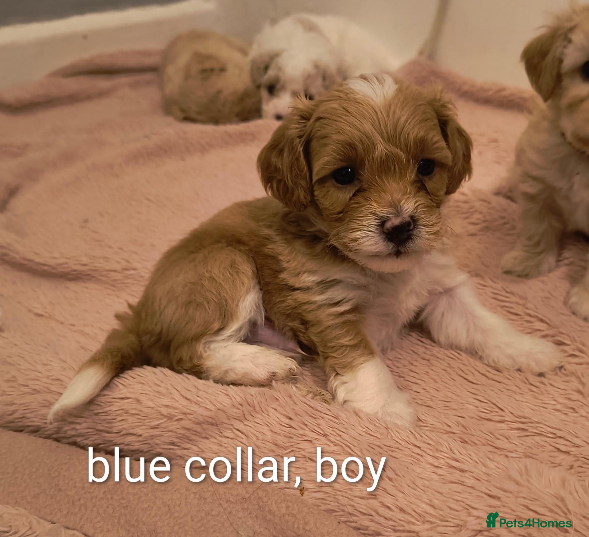 Cavapoochon dogs Ready to leave in 1 week - Advert 1