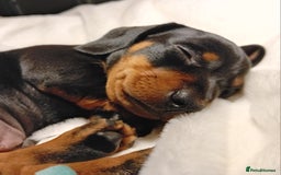 Miniature Dachshund dogs for sale: Miniature short haired daschunds  - Image 10