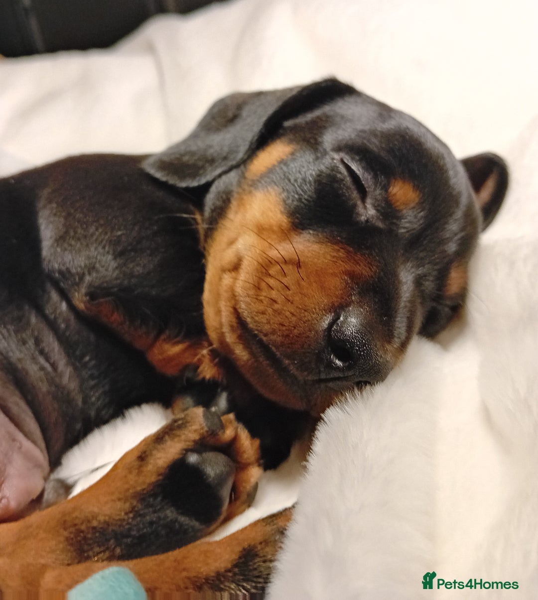 Miniature Dachshund dogs for sale: Miniature short haired daschunds  - Image 10