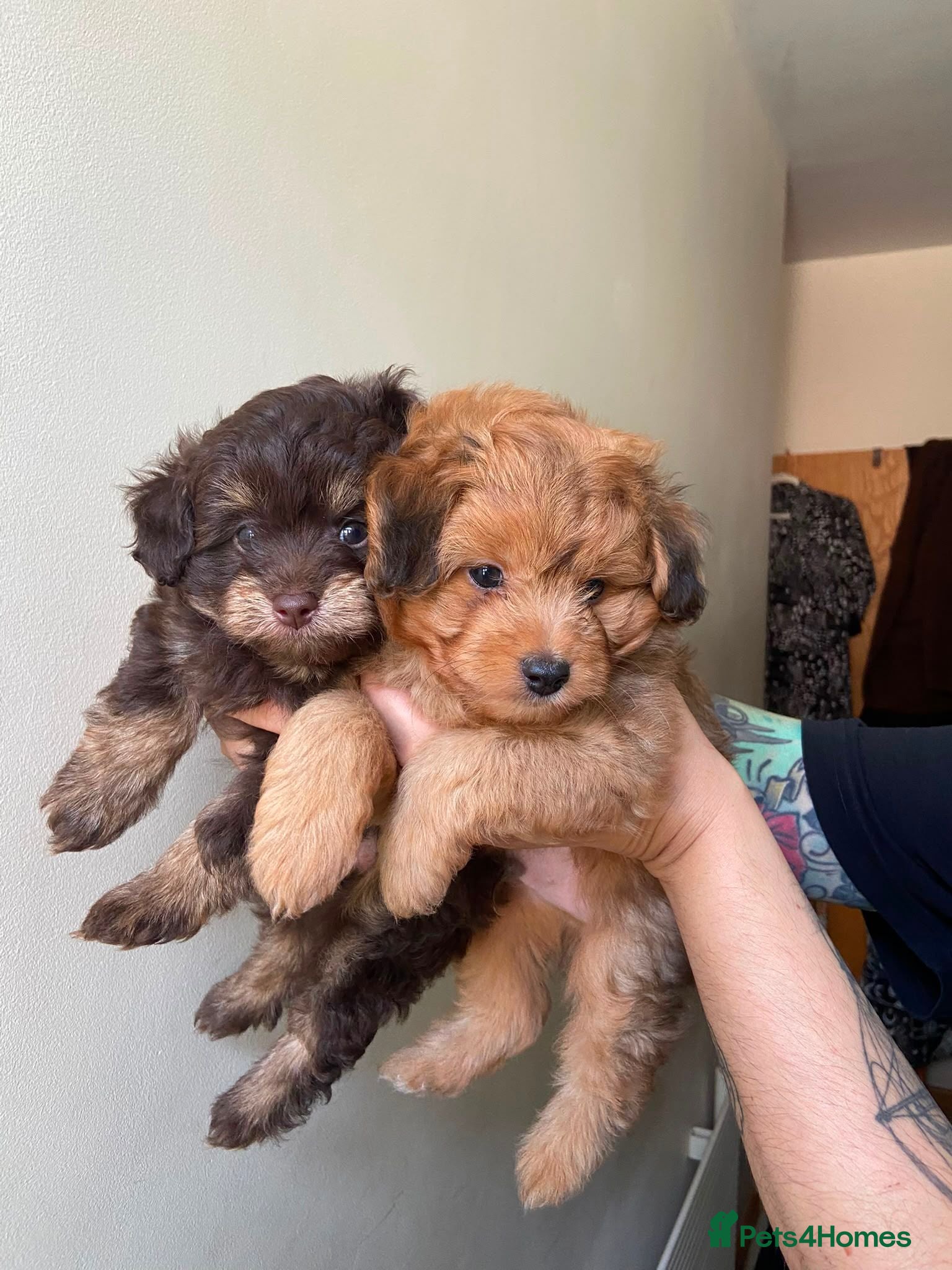 Pomapoo dogs Fluffy Pomapoos LITTLE BOY 💛 - Advert 2