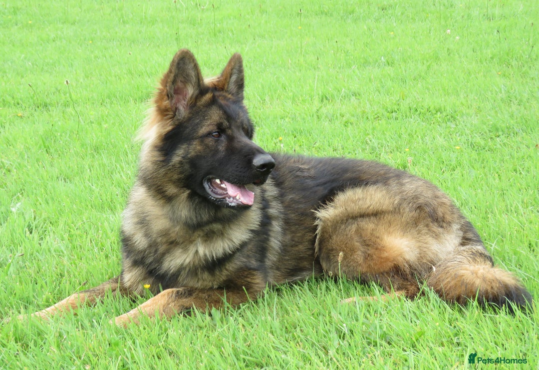 German Shepherd dogs for sale: German Shepherd Male For Sale - Image 1