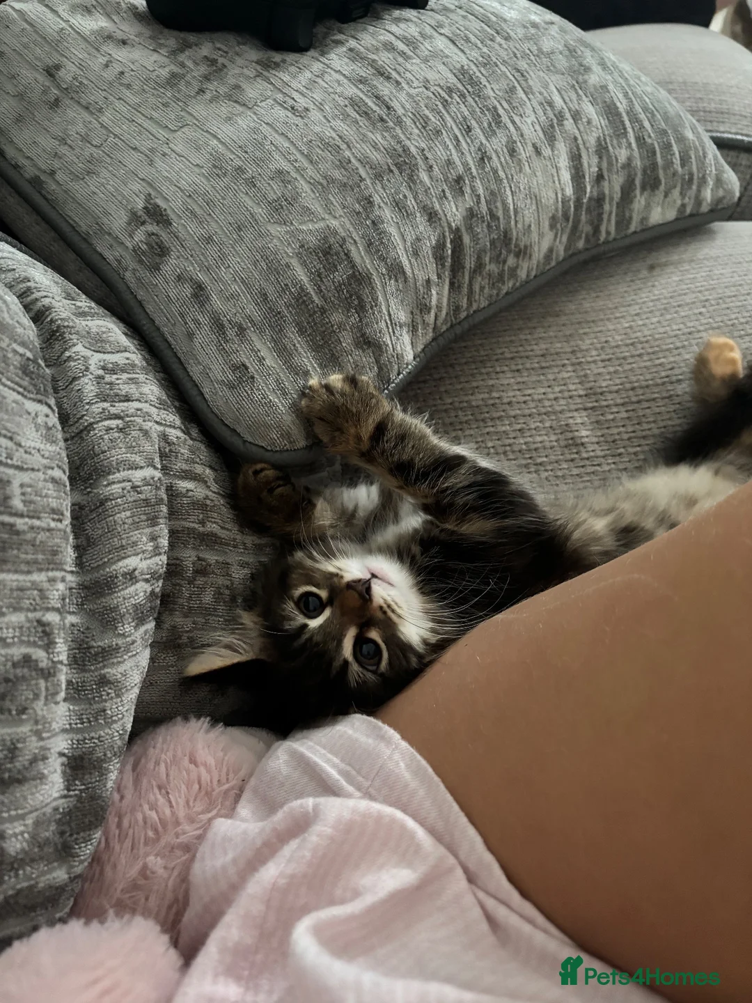 Mixed Breed cats for sale: Fluffy Male Kitten ready for his forever home - Advert 2
