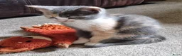 Mixed Breed cats for sale: Pretty kittens looking for loving homes  - Advert 9