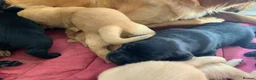Goldador dogs for sale:  Goldador Puppies - Retriever/labrador  🐾 in York - Advert 4