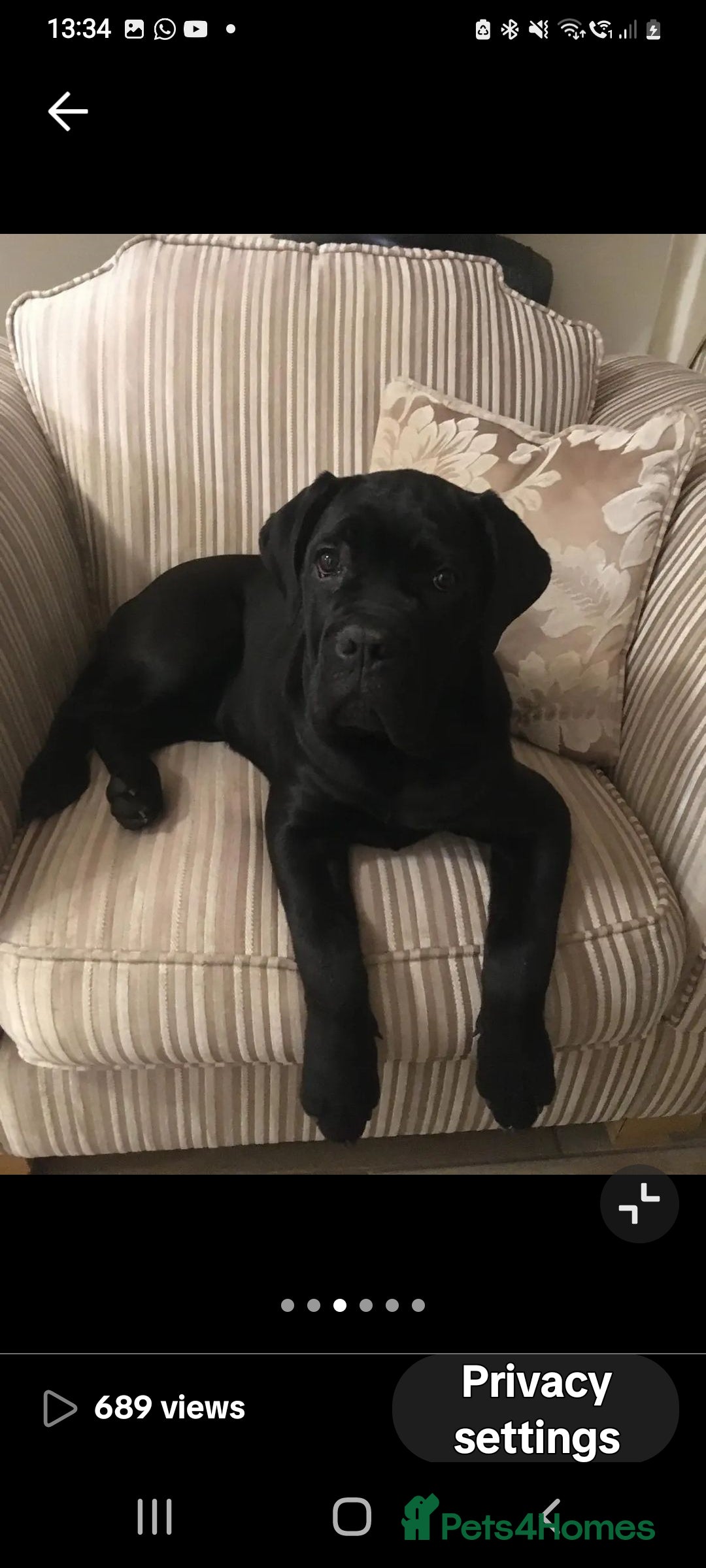 Cane Corso dogs for sale: ONE & ONLY UK LITTER DEL DYRIUM BLOOD LINES  🖤  - Advert 12