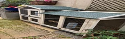 Mini Lop rabbits for sale: Mini lop rabbit in Torquay - Advert 16