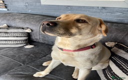 Labrador Retriever dogs for sale: A very gorgeous yellow therapy dog  - Image 7