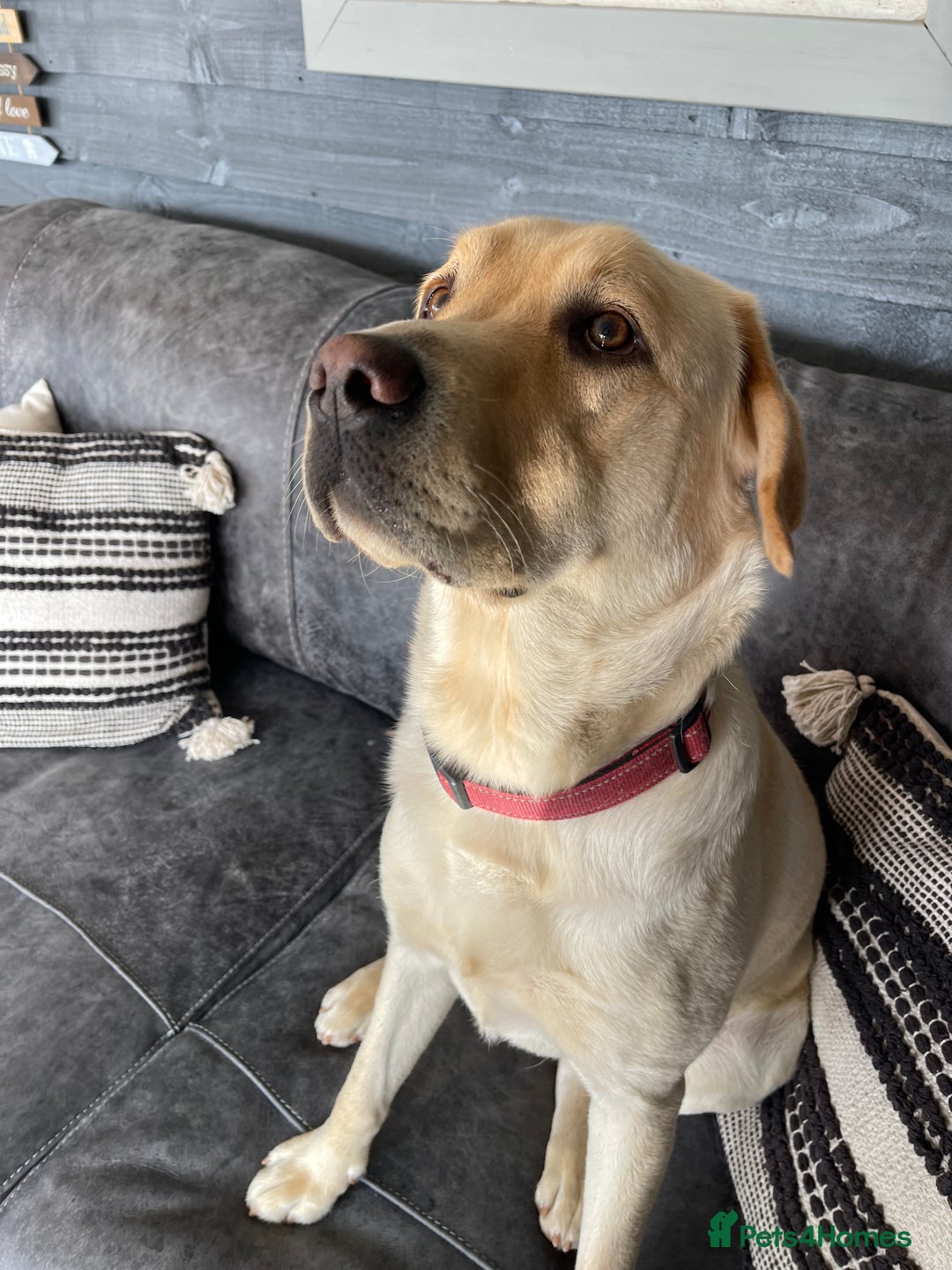 Labrador Retriever dogs for sale: A very gorgeous yellow therapy dog  - Image 7