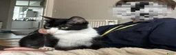 Mixed Breed cats for adoption: Teen Beauty Queen - Advert 5