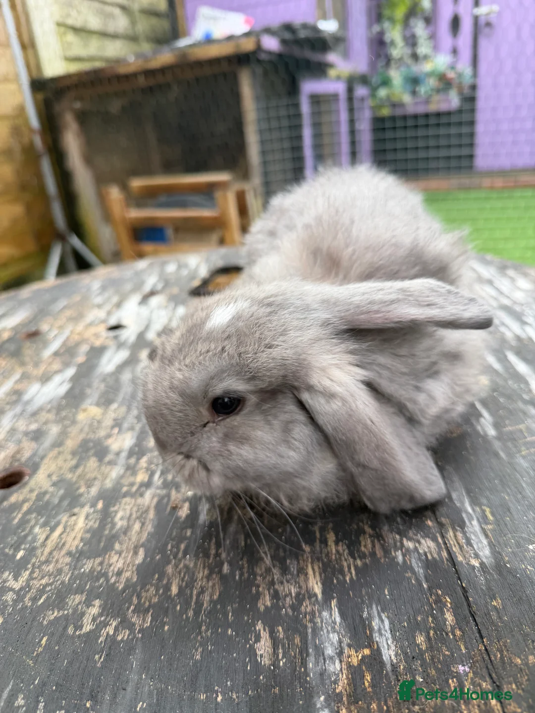 French Lop rabbits for sale: French lops  - Advert 6