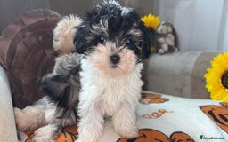 Maltipoo dogs for sale: Maltipoos puppy’s  - Image 5