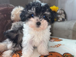 Maltipoo dogs - Advert 13