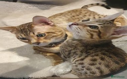 Savannah cats for sale: Fabulous F5 SBT Savannah Kittens! - Image 5
