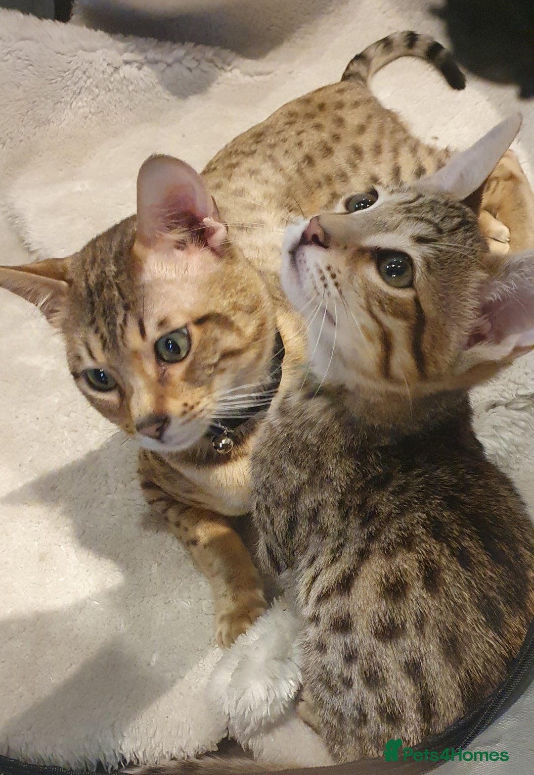 Savannah cats for sale: Fabulous F5 SBT Savannah Kittens! - Image 5