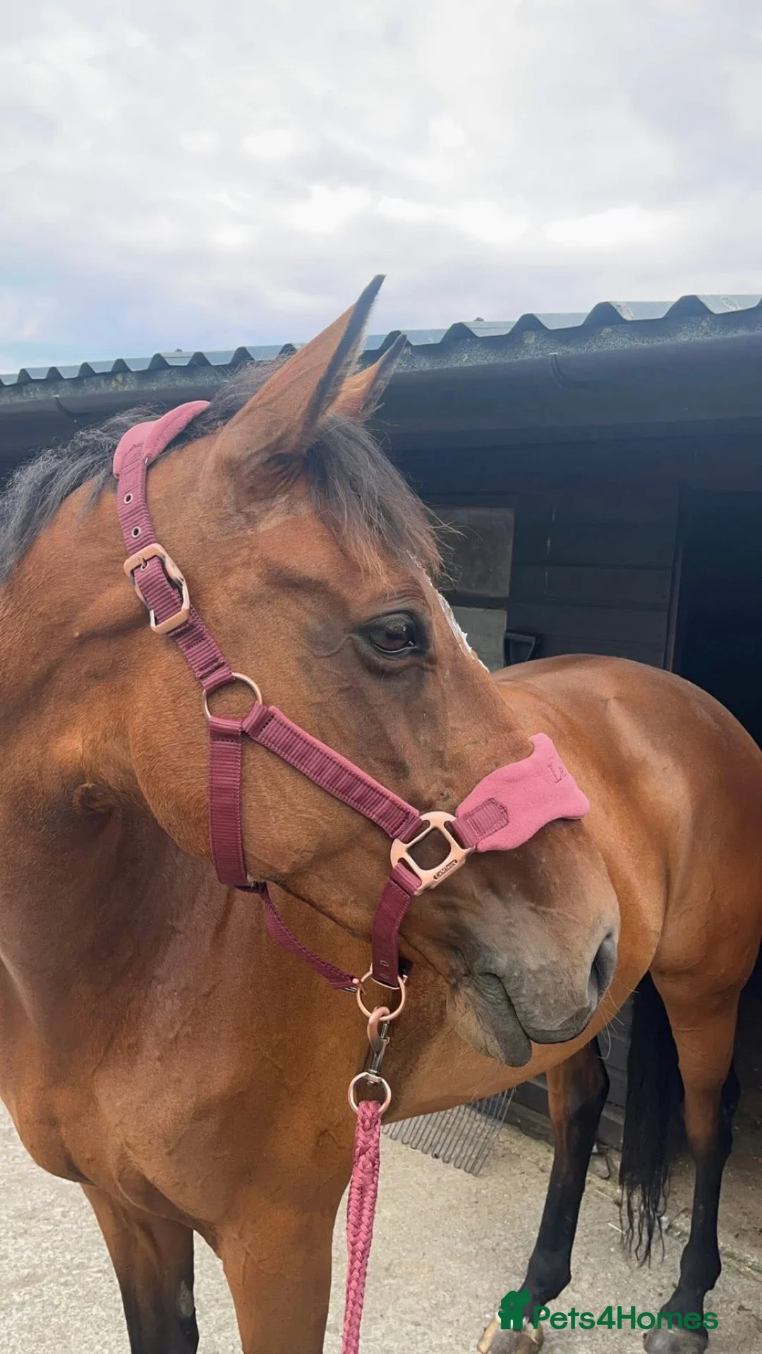 Irish Thoroughbred horses for sale: Ellie - Irish/Thoroughbred Mare in Buxton - Advert 6