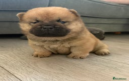 Chow Chow dogs for sale: Quality chow chow pups - Image 30
