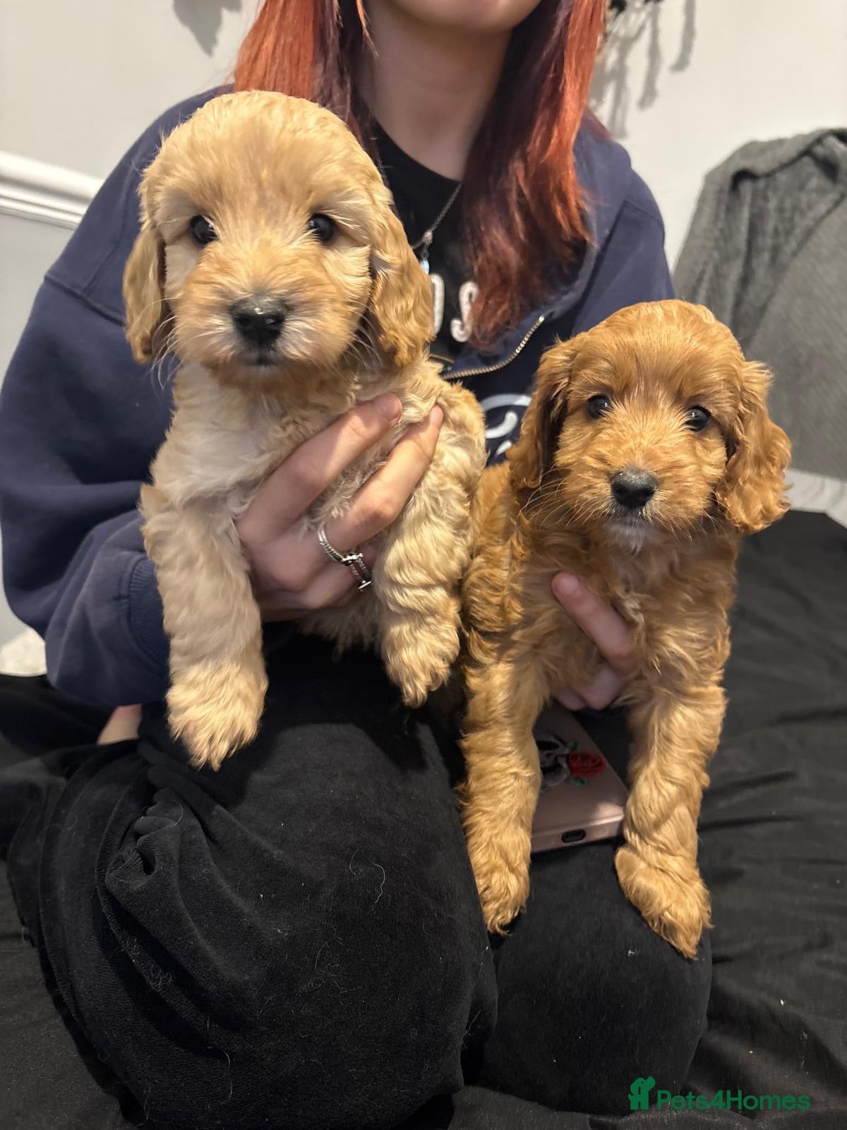 Mixed Breed dogs 2 lovely boys left Cavapoo - Advert 5