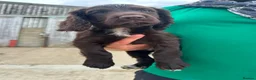 Cocker Spaniel dogs for sale: Cocker spaniel pups - READY NOW  in Whitby - Advert 13