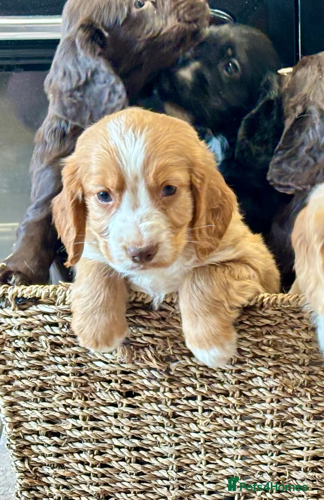 Cocker Spaniel dogs for sale: 🐾 Beautiful Working RKC Cocker Spaniel Puppies🐾 - Advert 19